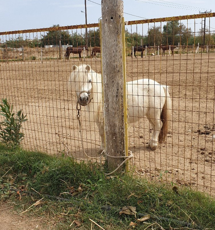 Horse Park Rethymno景点图片