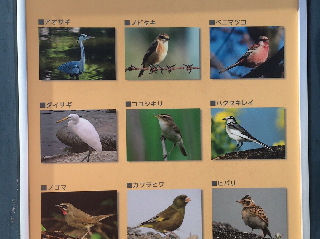 Onuma Bird House-稚内市必去景点