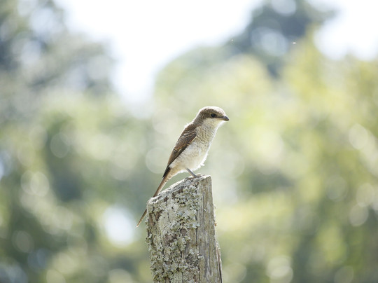 Wild Springs Adventures