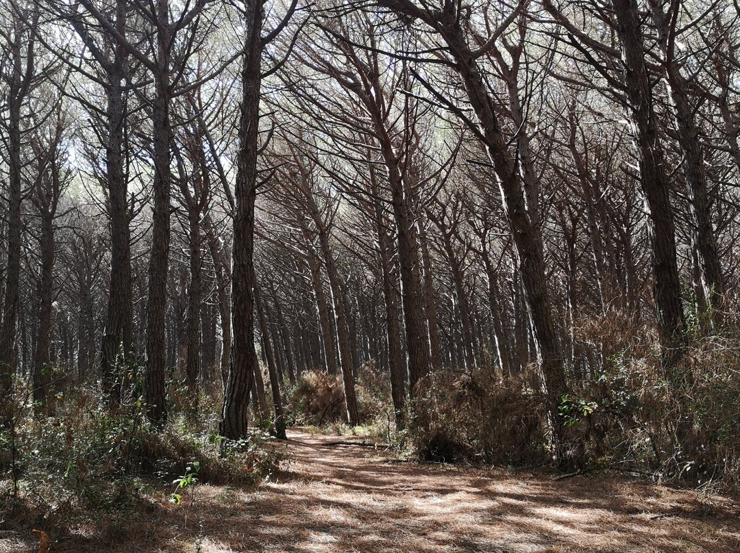 Riserva Naturale Tombolo di Cecina景点图片