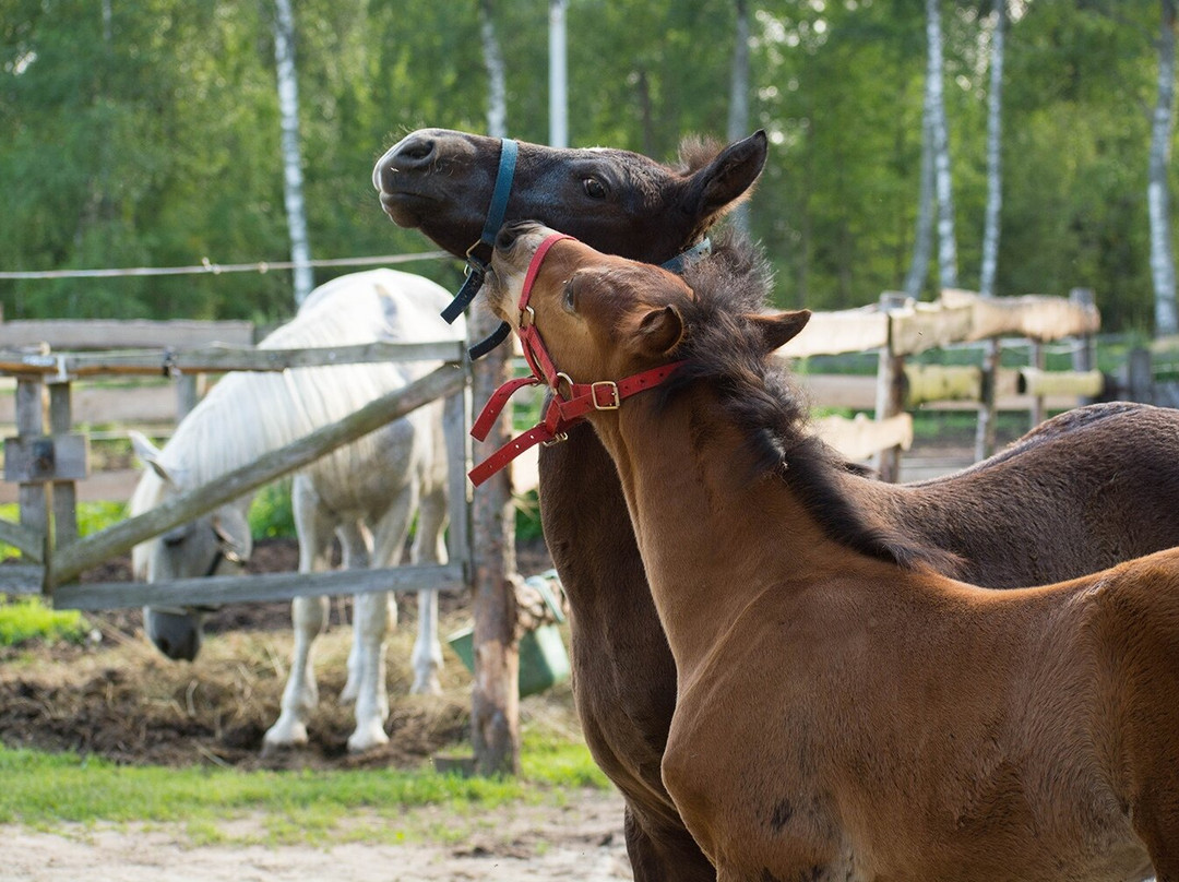 House Of Horses Equestrian Center景点图片