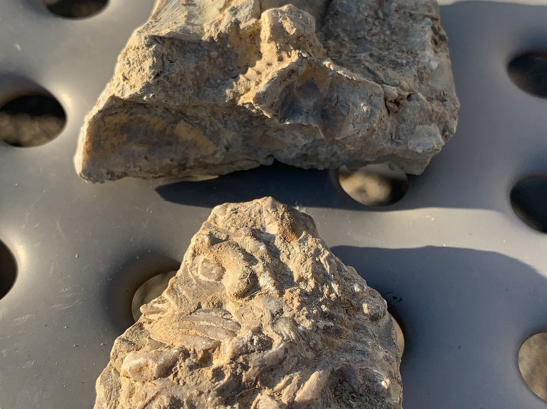 Trammel Fossil Park-沙伦维尔必去景点