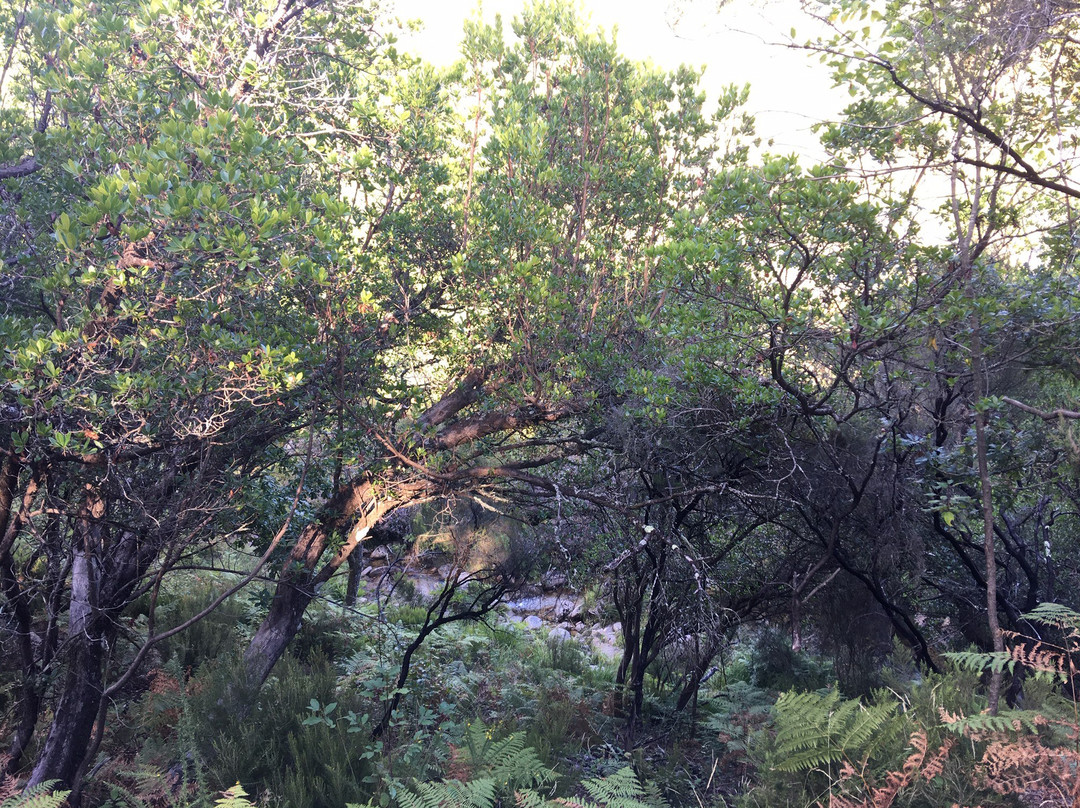 Cascata de Cela Cavalos景点图片