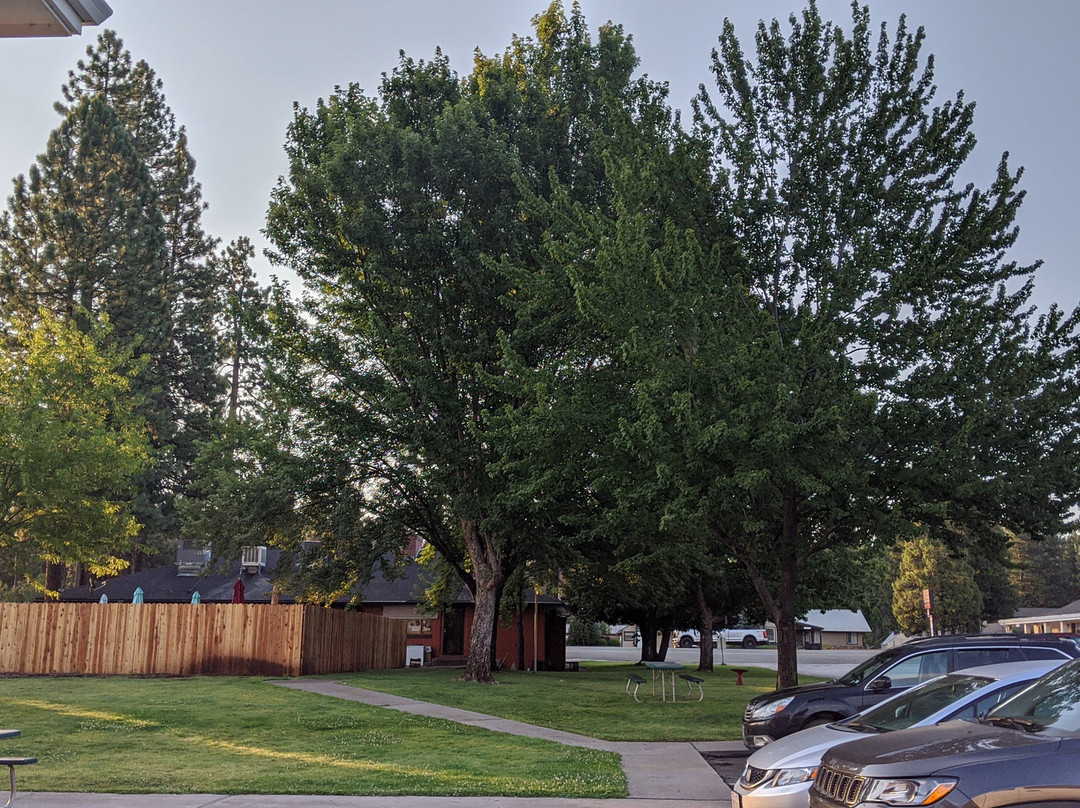 Shasta Pines Motel & Suites主图