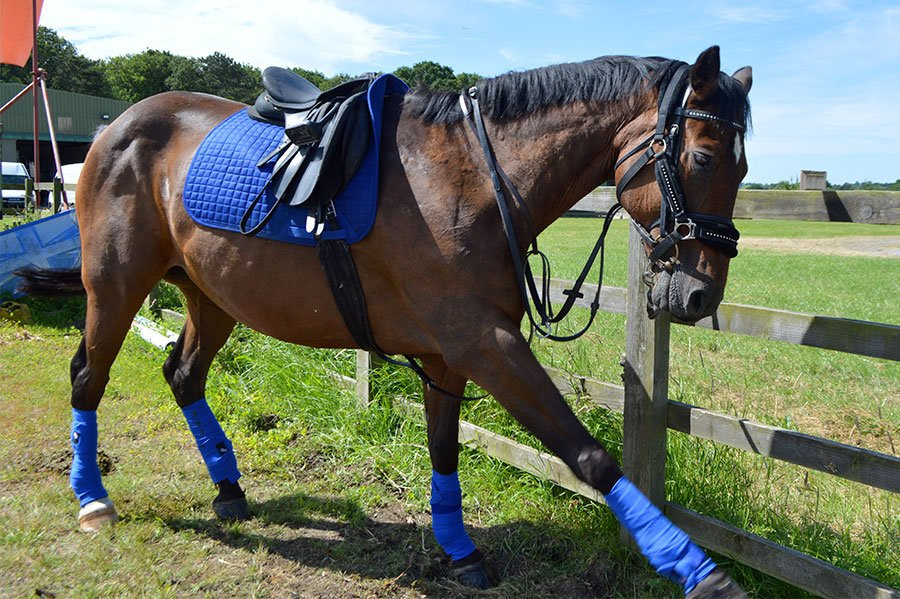 Maria's Horse Trekking-Lysos必去景点