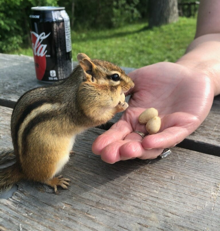 Craigleith Provincial Park-蓝山必去景点
