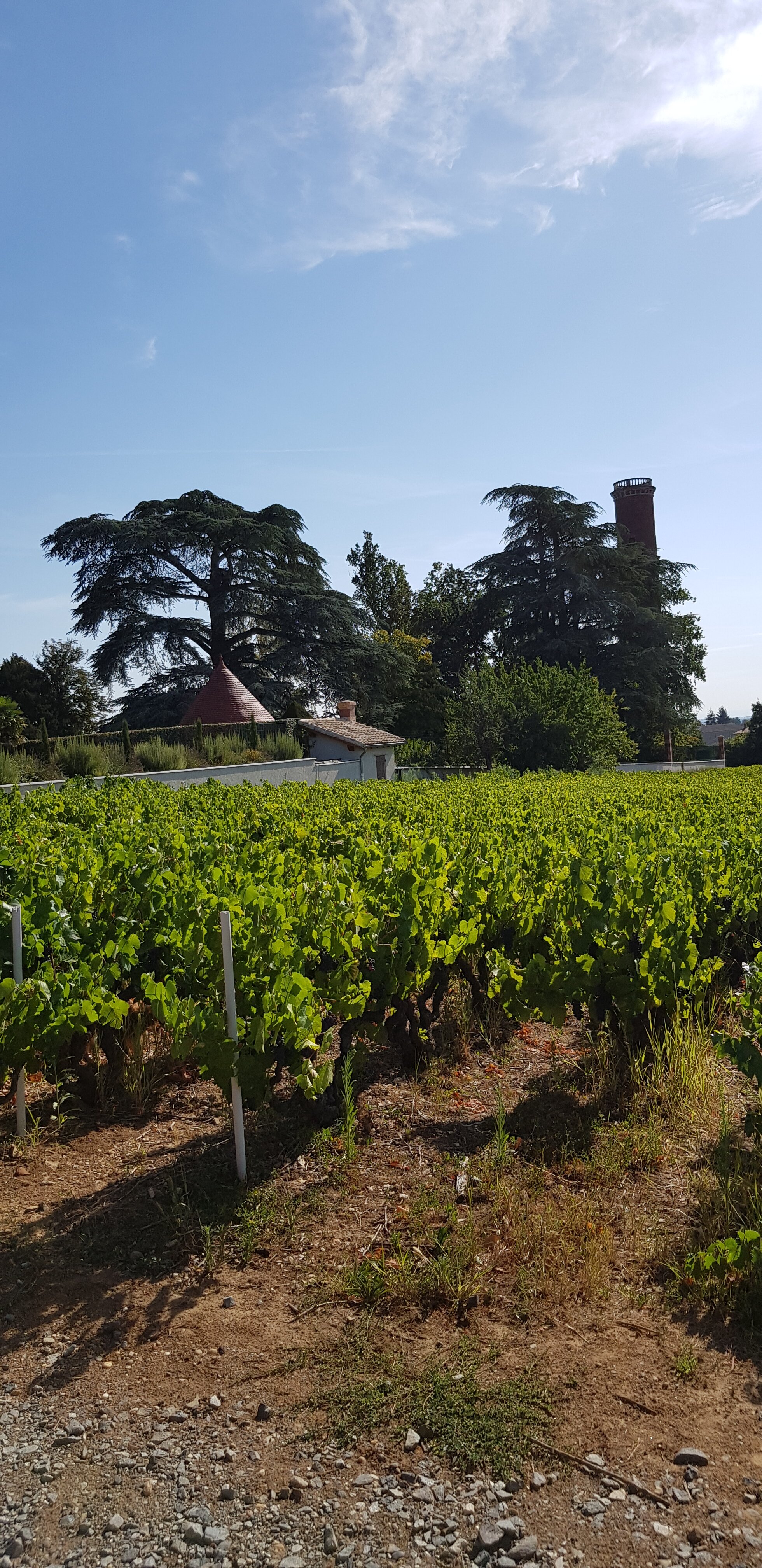 La Maison des Vignes-官方