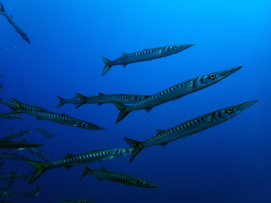 Spiro Sub Diving Elba景点图片