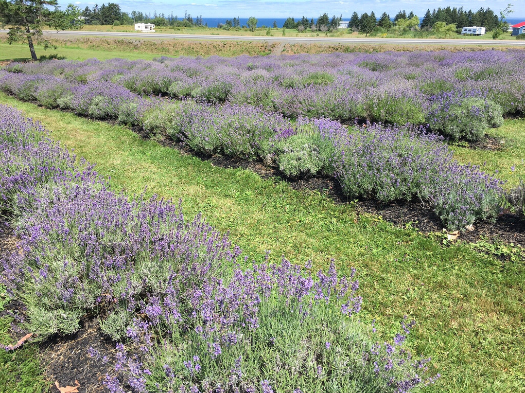 Seafoam Lavender Company and Gardens-Seafoam必去景点