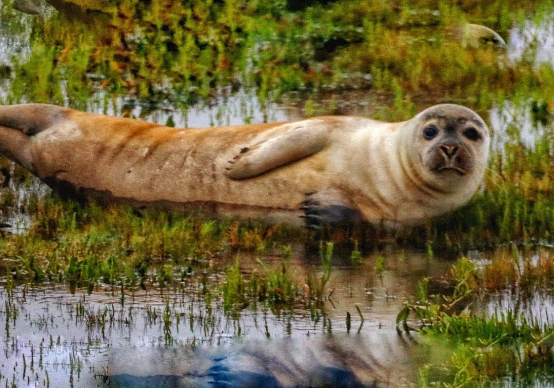 Teesmouth national nature reserve景点图片