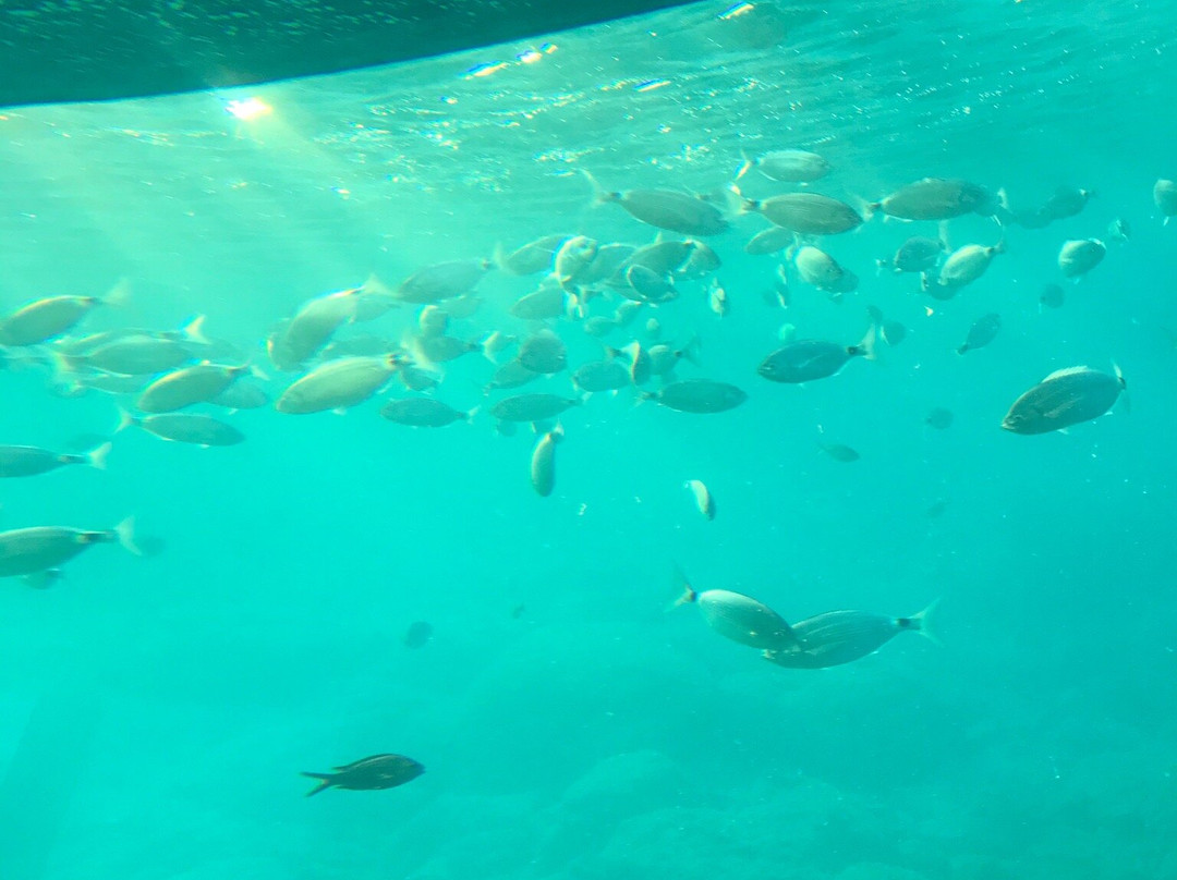 The Yellow Submarine-Ladiko必去景点