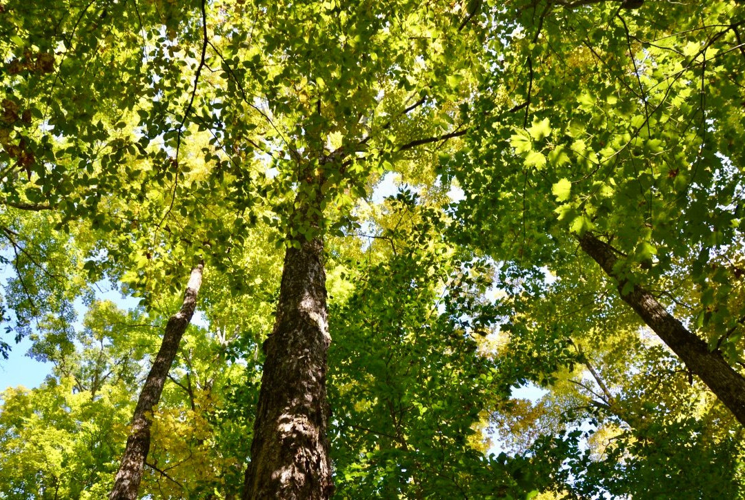 Peter's Wood Provincial Nature Reserve Trail景点图片