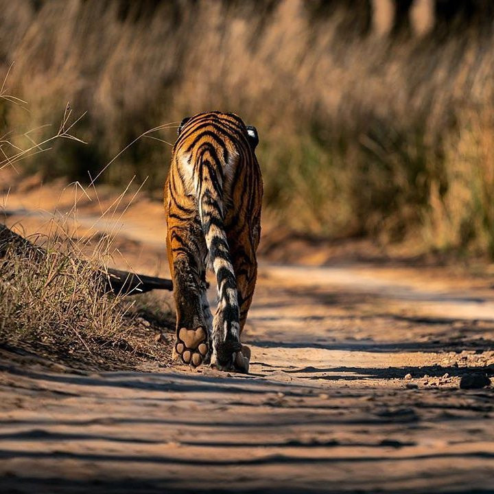 Ranthambore National Park景点图片