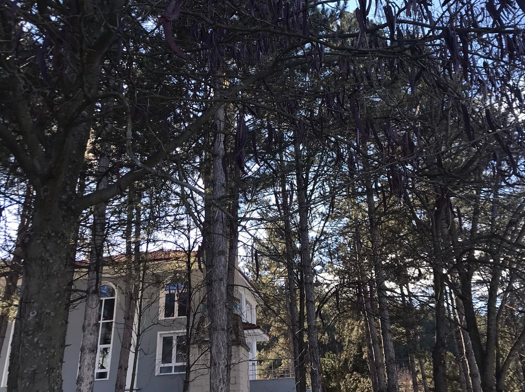 Tavsanli旅游攻略图片