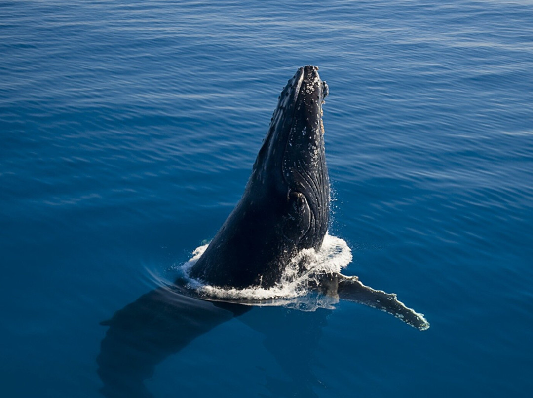 WhaleWatcher.com.au景点图片