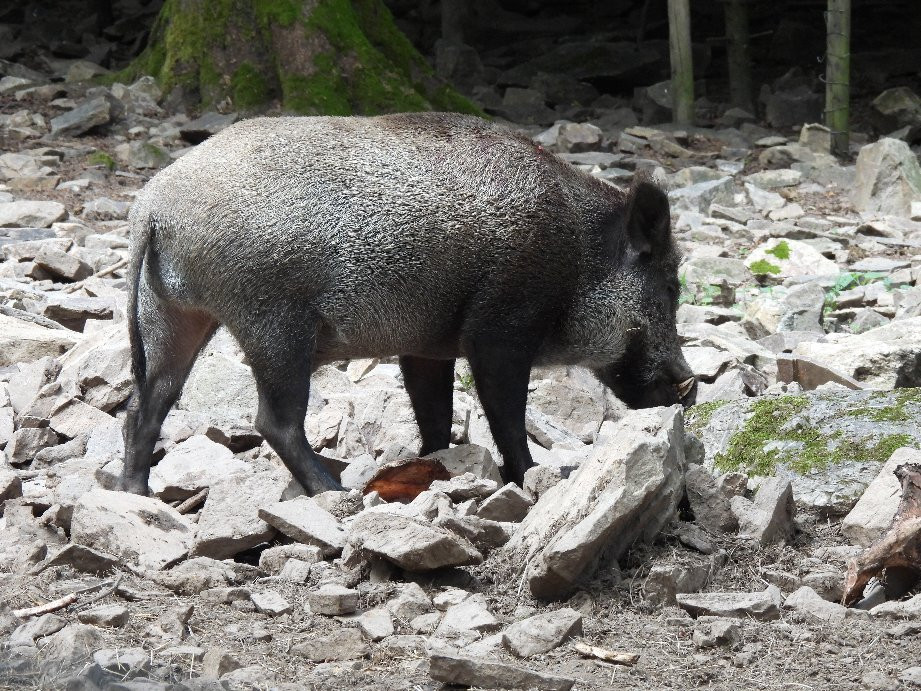 Wildfreigehege Wildenburg景点图片