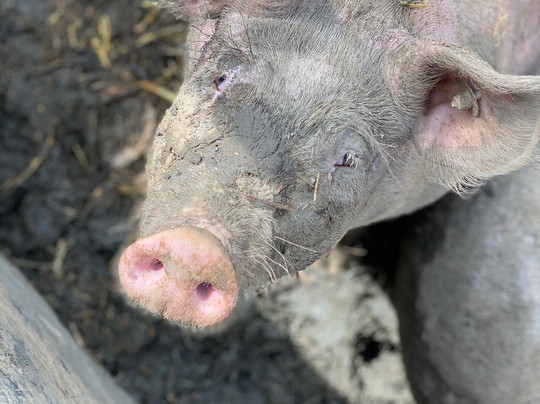 Die Kulinarische Schnitzeljagd-杜塞尔多夫必去景点