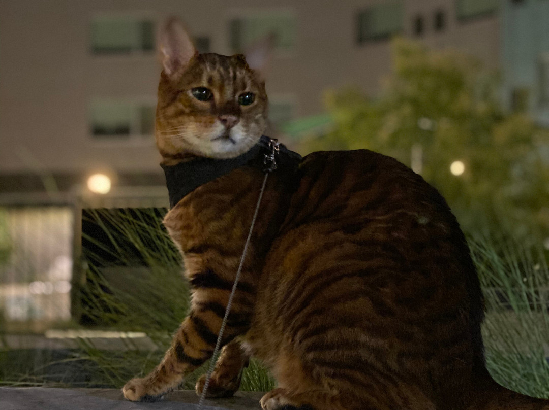 Element Sedona主图