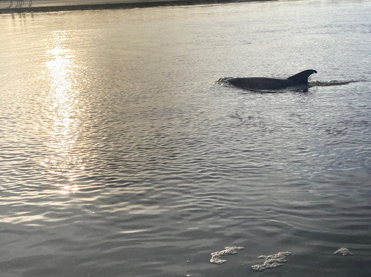 Water Dog Paddle Co.-Johns Island必去景点