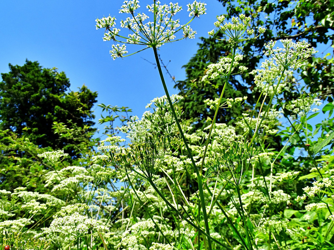 Arboretum Kalmthout景点图片