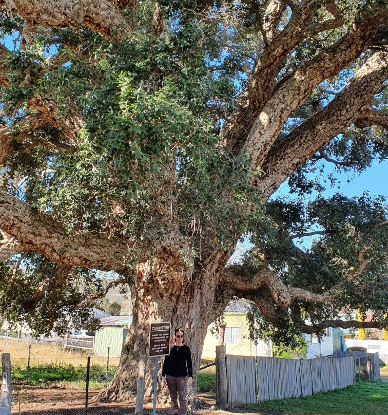 Historic Cork Tree景点图片