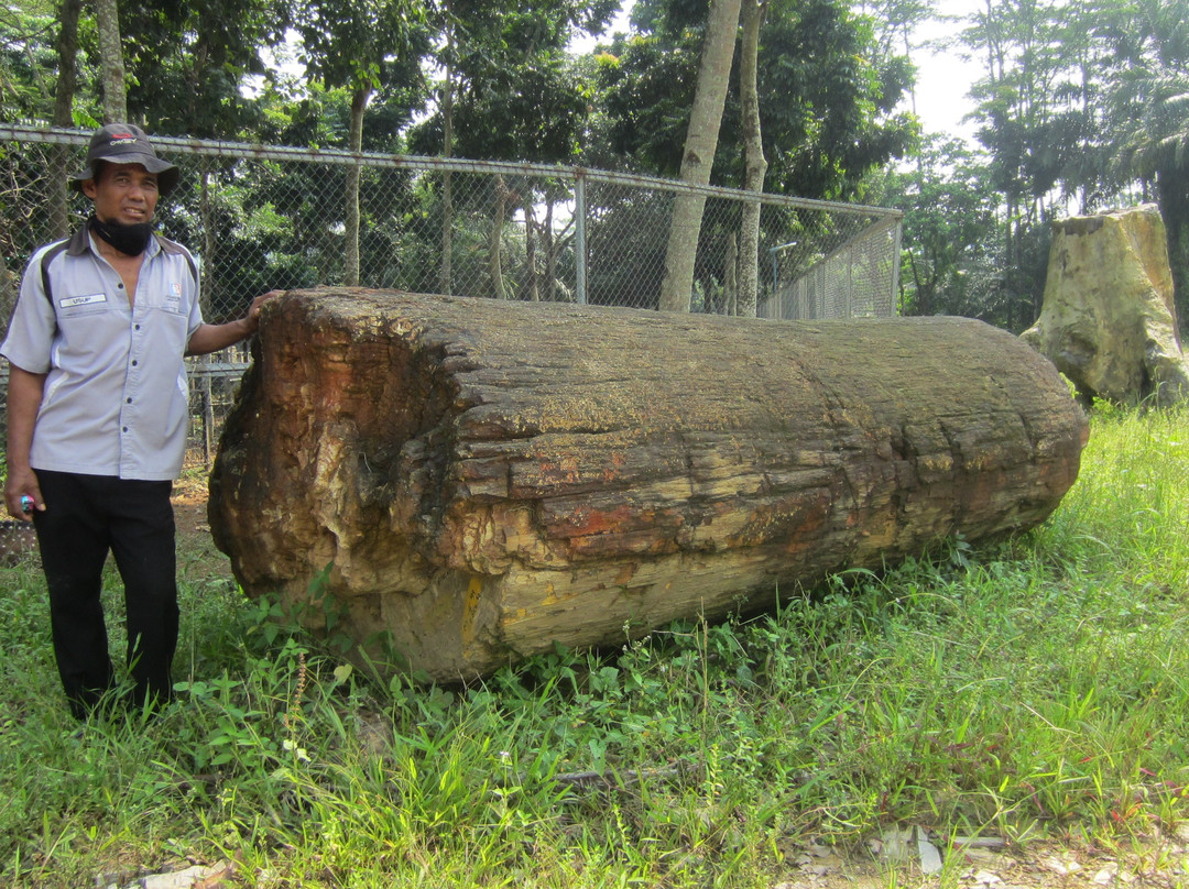 Petrified Wood Indonesia-茂物必去景点