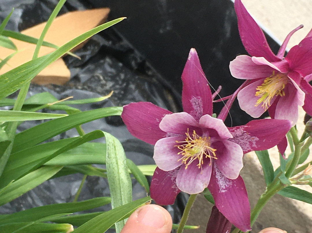 La Quinta Inn & Suites by Wyndham Enid主图