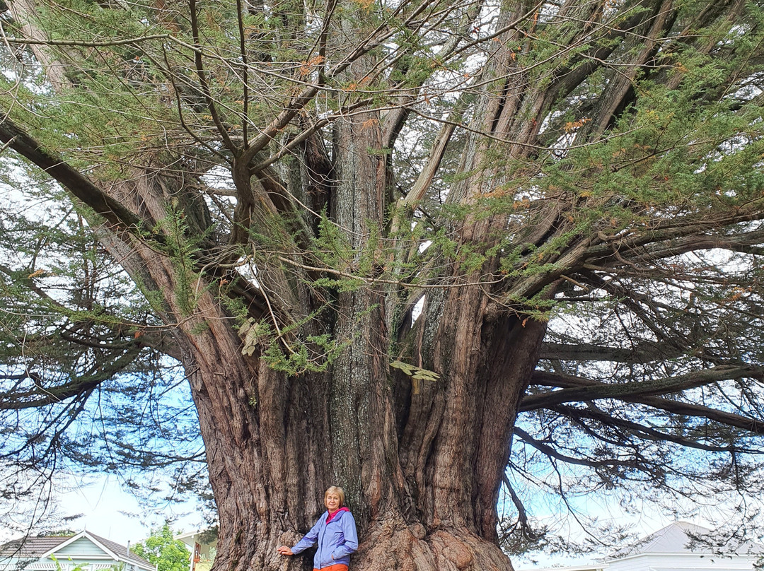 Gisborne Botanic Gardens景点图片