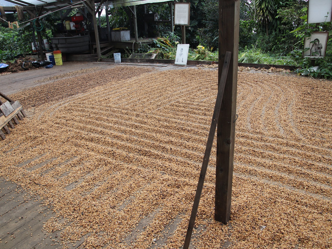ROOSTER FARMS COFFEE-库克船长必去景点