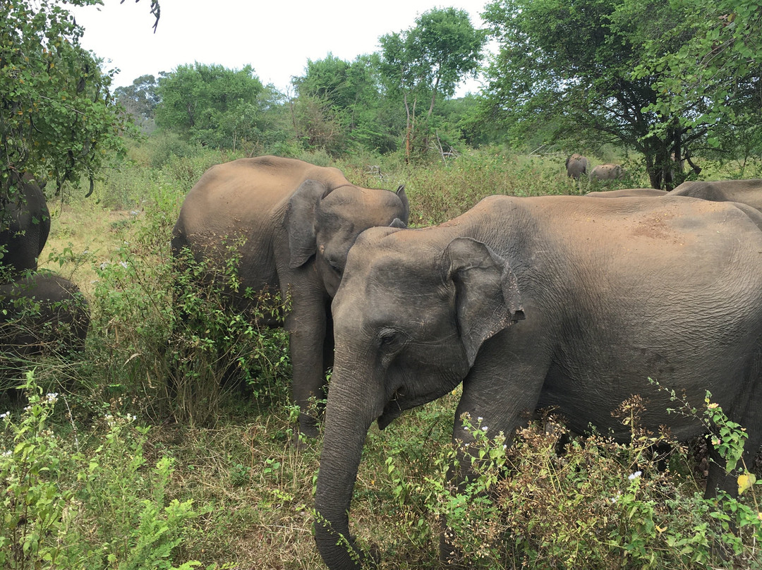 Sri Lanka Insta Tours-卡图纳耶克必去景点