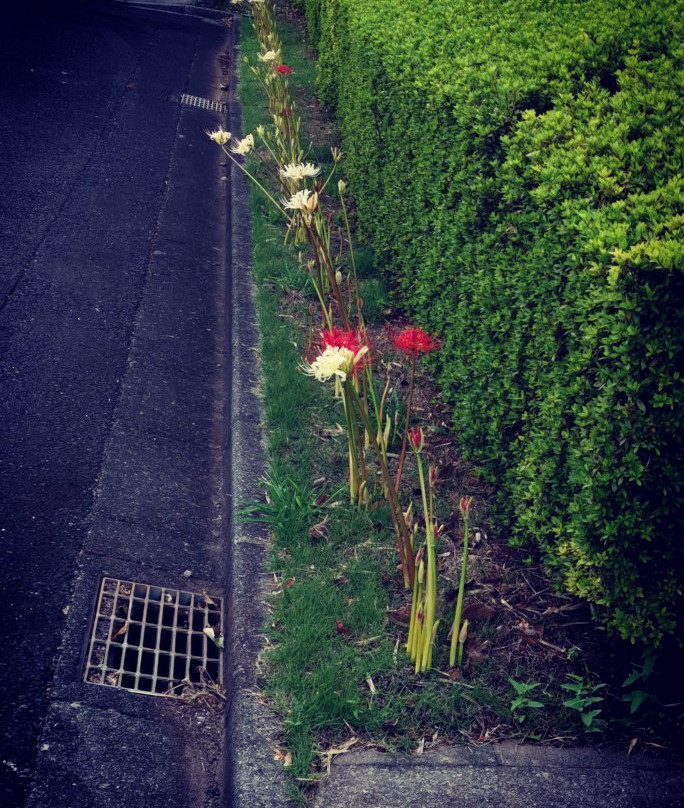 Tamareien Cemetary-府中市必去景点