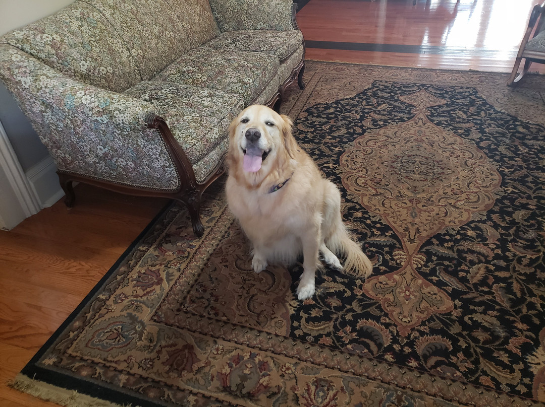 The Jewell of Vienna B&B主图