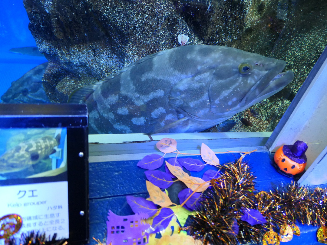 Uozu Aquarium-鱼津市必去景点