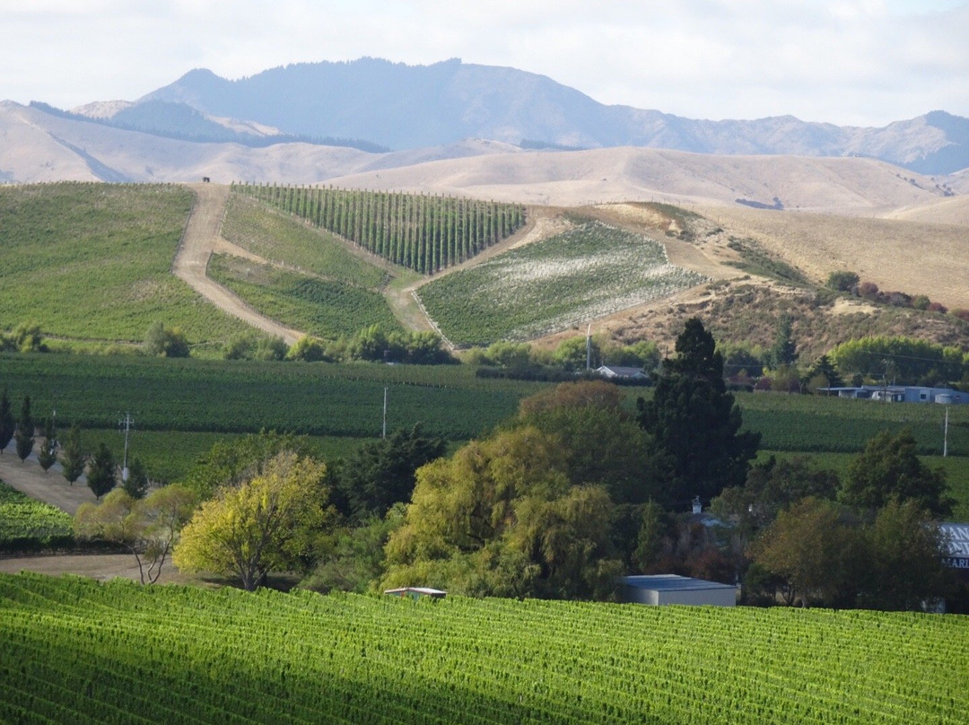 Discovery Wine Tours-布伦海姆必去景点