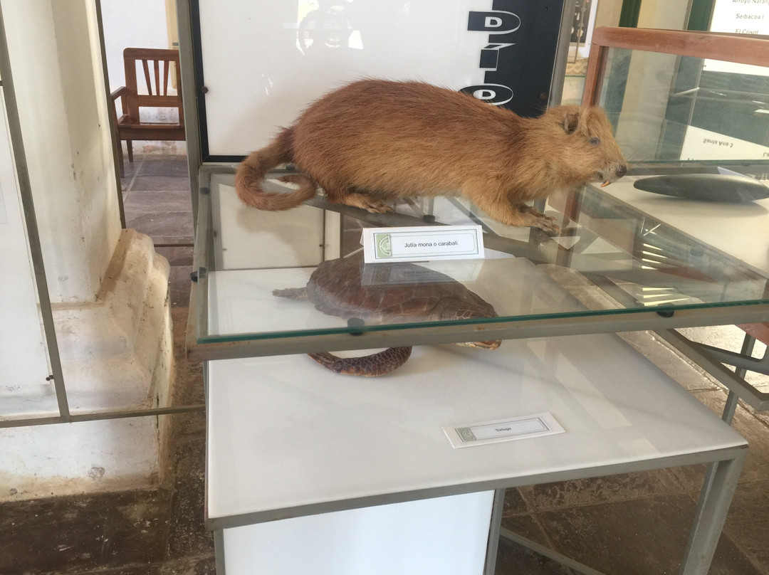 Museo de Arqueologia景点图片