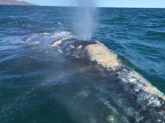 Phocea Mexico-拉巴斯必去景点