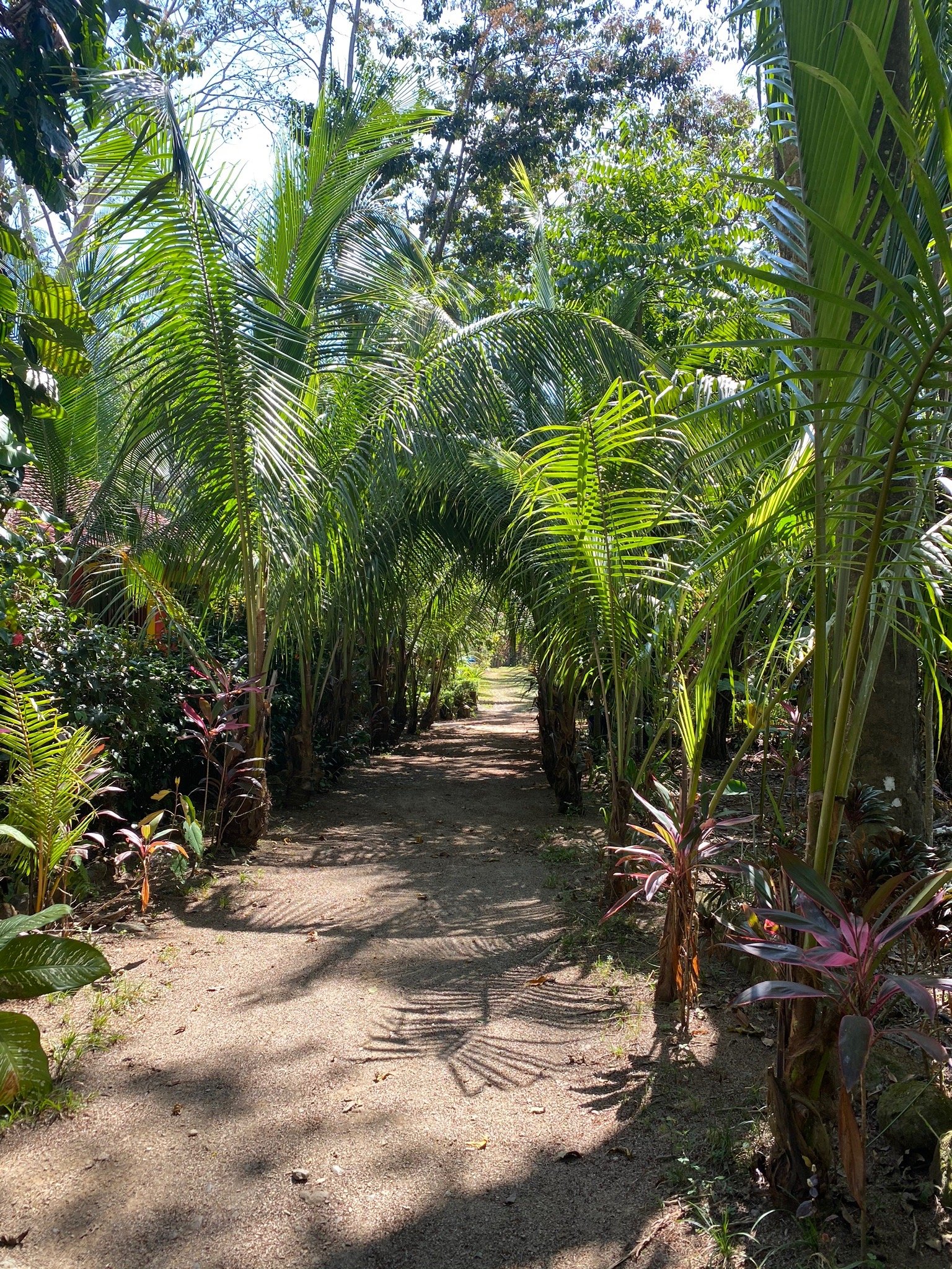 La Palapa Eco Lodge Resort-官方
