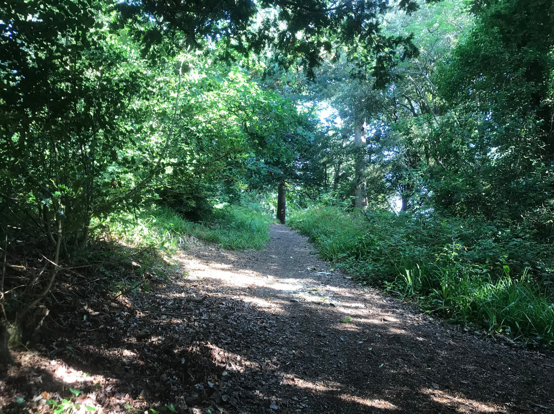 Bodlondeb Woods Local Nature Reserve景点图片