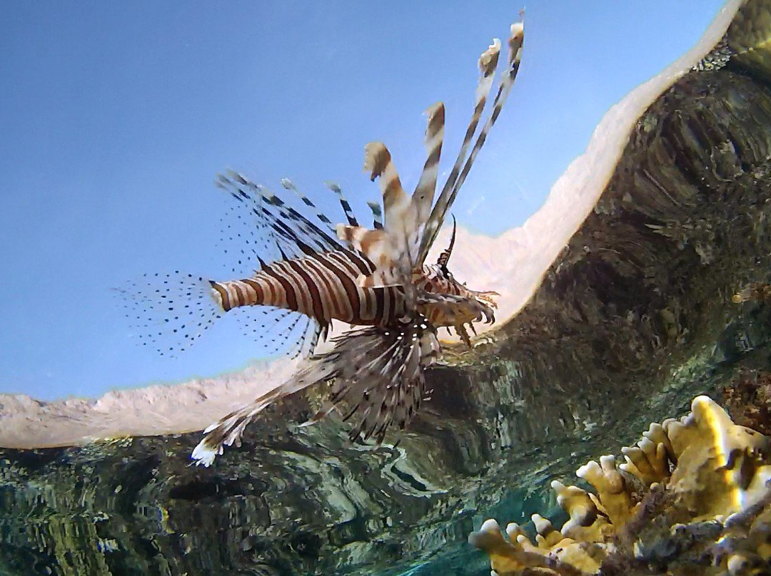Coral Reefs-达哈卜必去景点