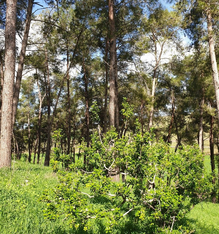 Giv'at HaRakafot-Ramot Menashe必去景点