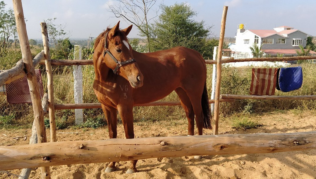 Stallions Valley Horse Riding Academy景点图片