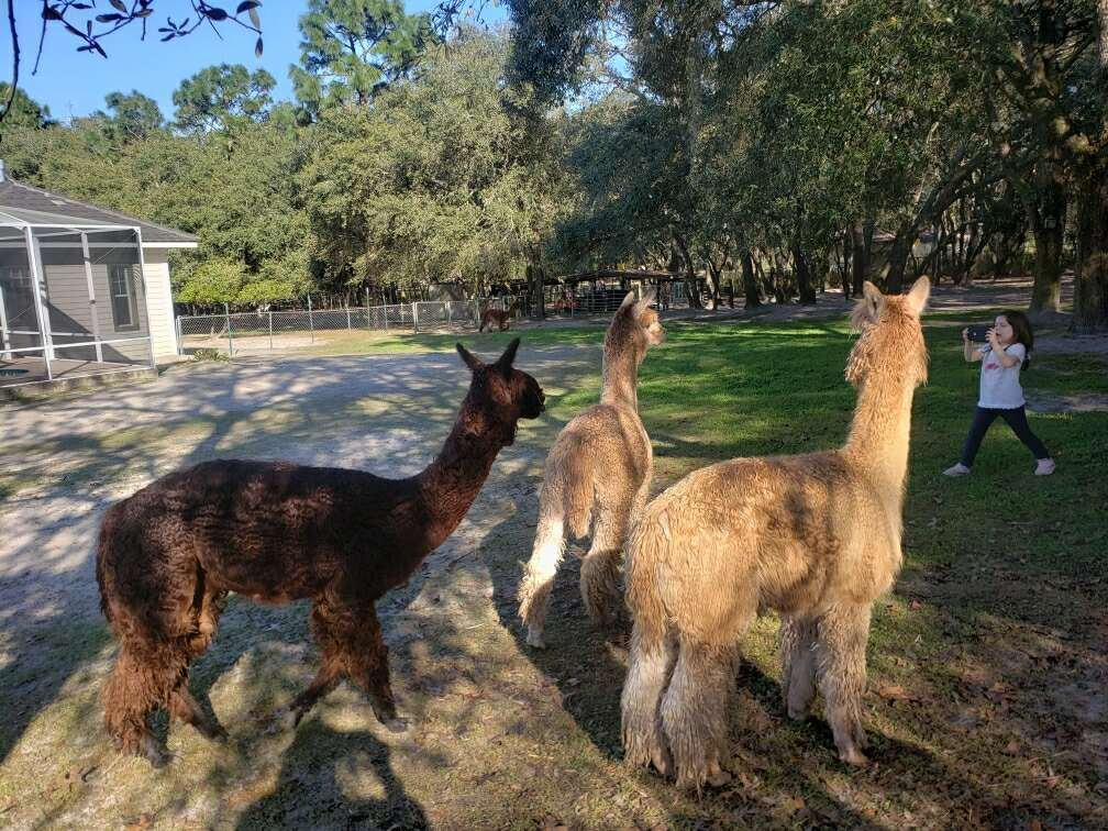 Funny Farm Alpacas-Lecanto必去景点