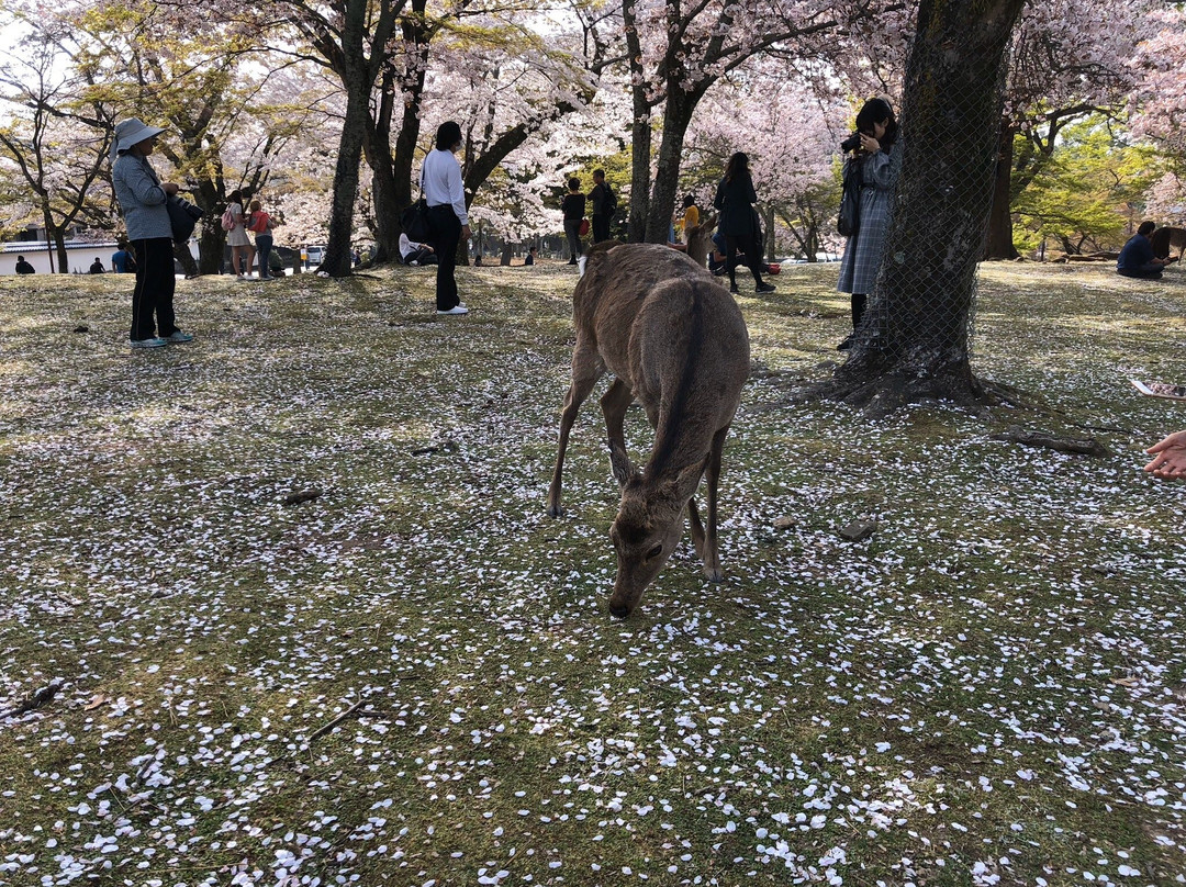 奈良公园景点图片