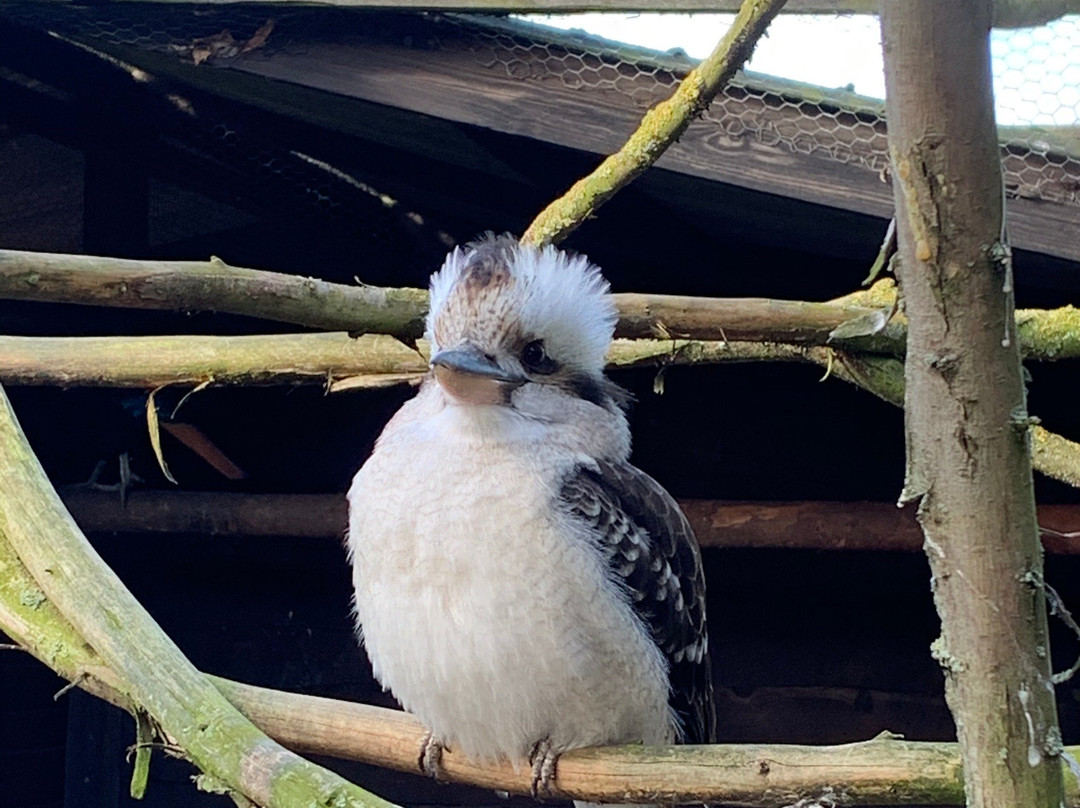 Hamerton Zoo Park景点图片