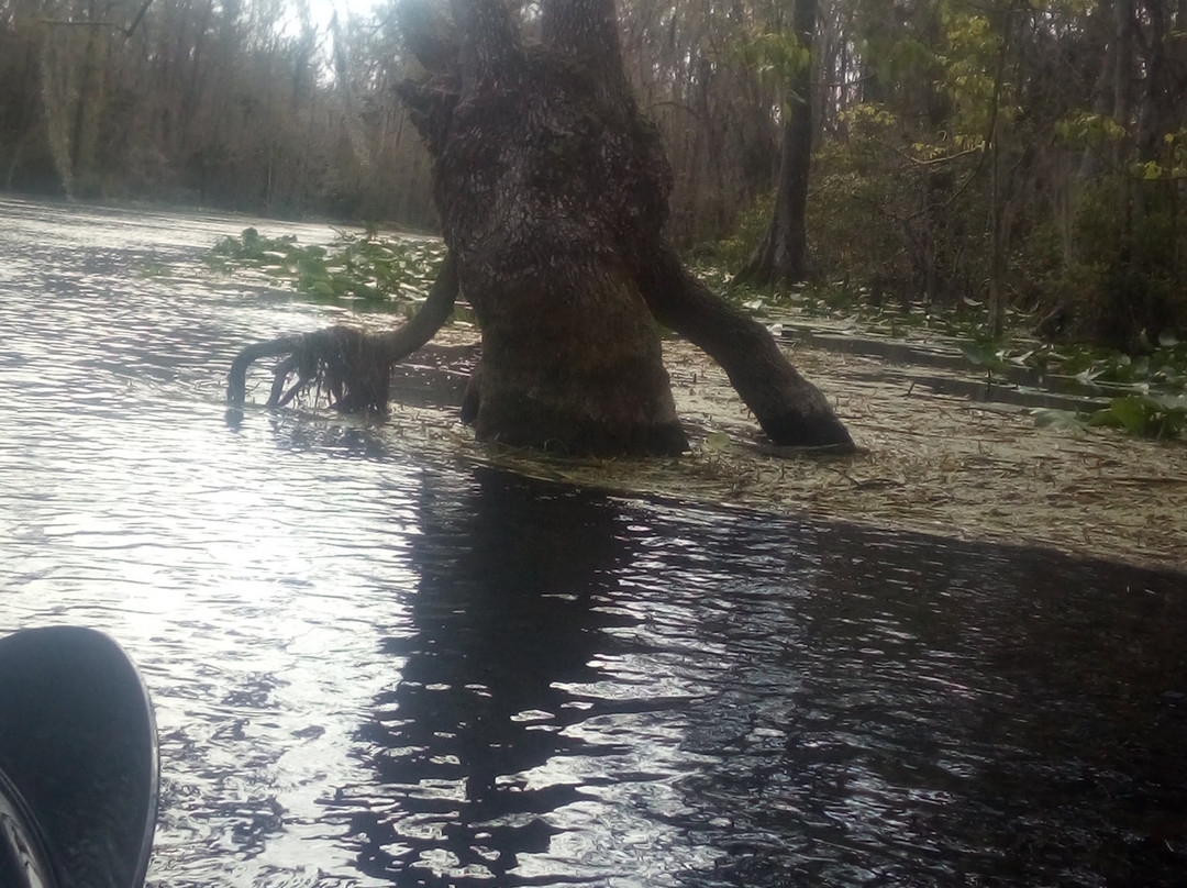 Silver Springs River-奥卡拉必去景点