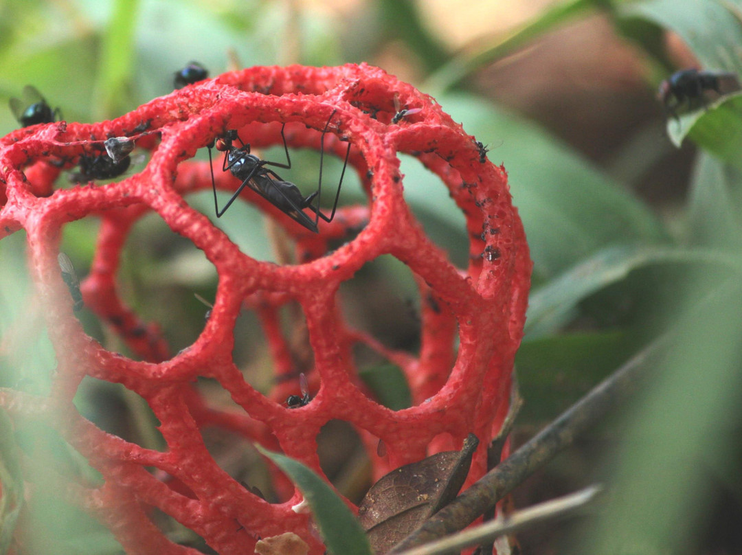 Rota das Araucarias-Sao Bento do Sapucai必去景点