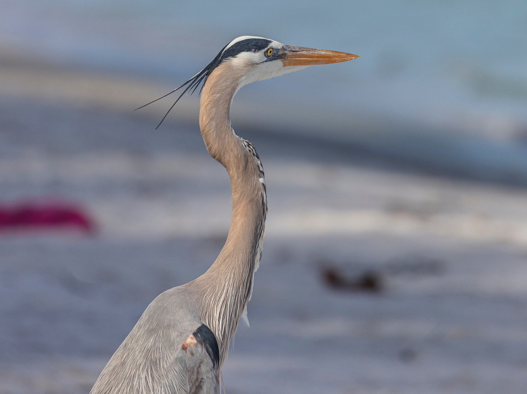 Ted Sperling Park-萨拉索塔必去景点