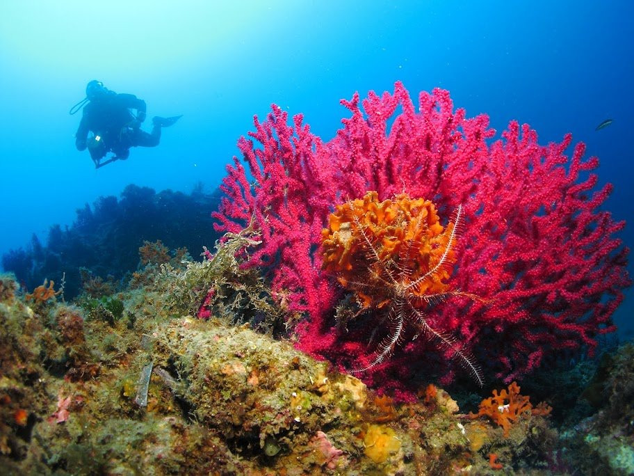 Passion Scuba Diving-圣洛朗迪瓦尔必去景点