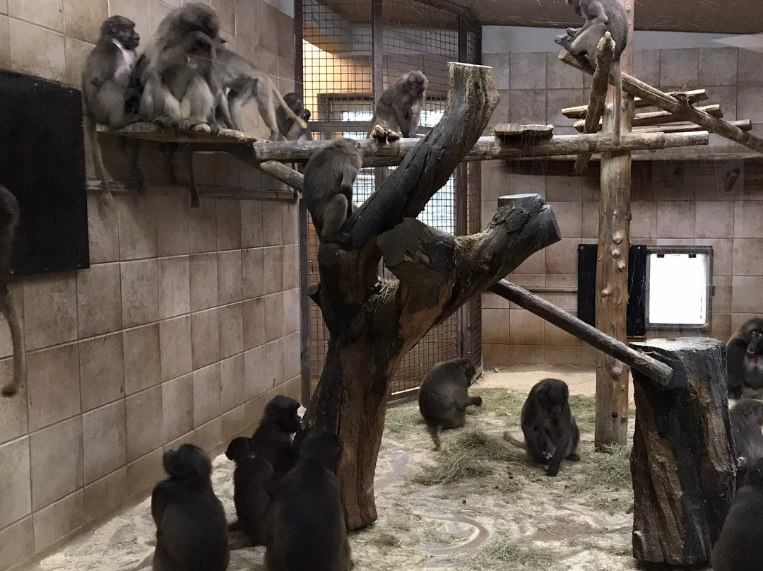 NaturZoo Rheine景点图片