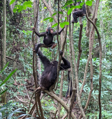 Gombe Stream National Park-Gombe National Park必去景点